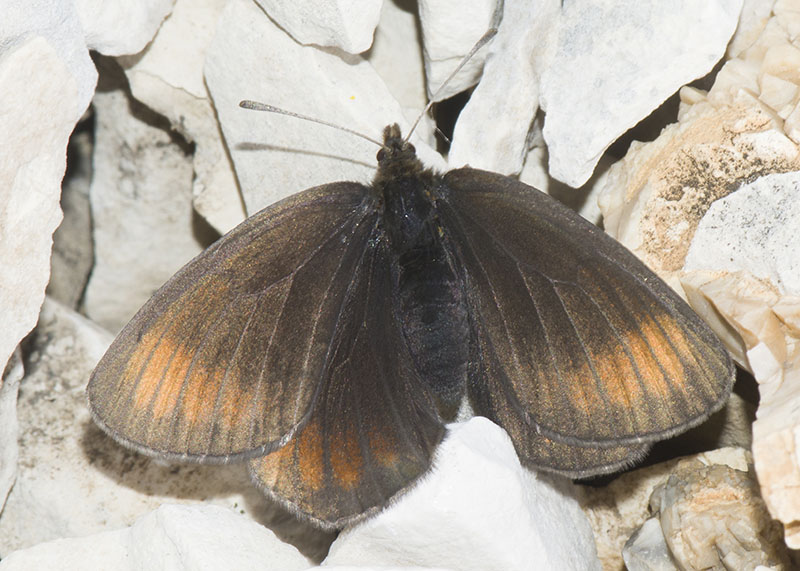 6 sp. di Erebia